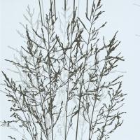 купить Erismann Senses 2013 5722-10