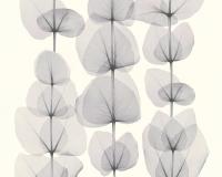 купить A.S.Creation X-Ray 34245-2