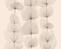 купить A.S.Creation X-Ray 34245-1