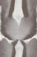 купить Rasch African Queen 2014 423006