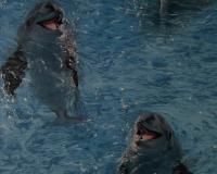 купить A.S.Creation Decora Natur 4 750129