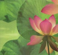 купить Rasch Tiles & More 818710