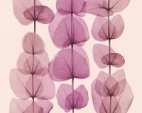 купить A.S.Creation X-Ray 34245-3