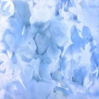 купить P+S International Flower Power 02470-42