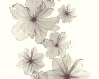 купить A.S.Creation X-Ray 34272-2