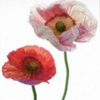 купить Marburg Colour Life 45225