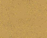 купить A.S.Creation Versace Wallpaper 935853