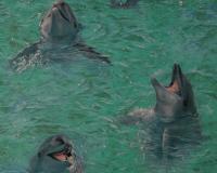 купить A.S.Creation Decora Natur 4 750112