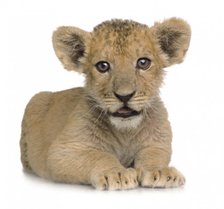 фото Rasch Kids' Club 2014 892468