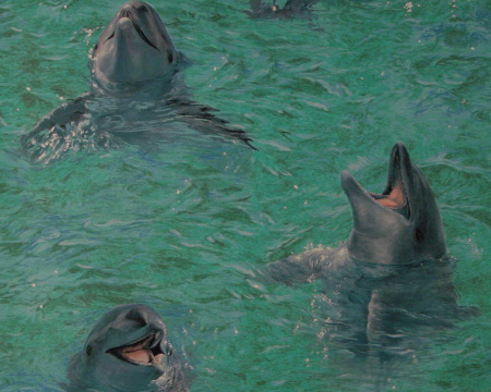 фото A.S.Creation Decora Natur 4 750112