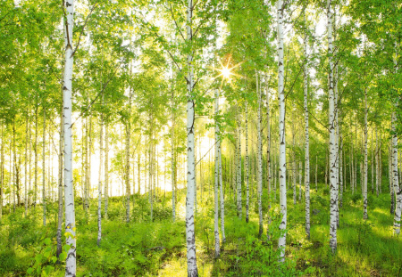 фото Komar National Geographic 8-519