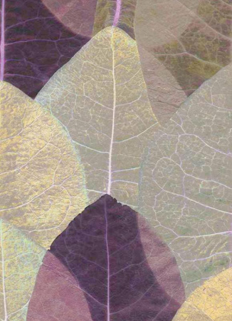 фото Erismann Countryside 2167-09