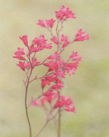 фото Eijffinger Ibiza 330274