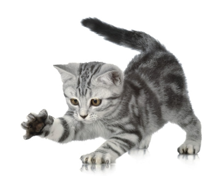 фото Rasch Kids' Club 2014 892307